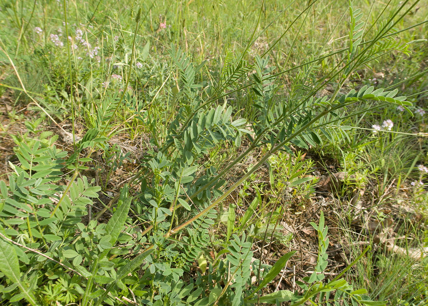 Image of Onobrychis miniata specimen.