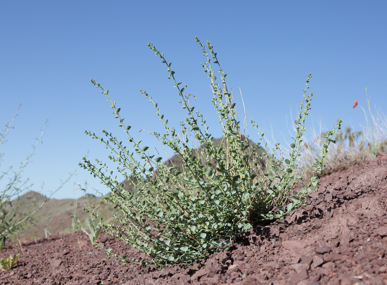 Image of Andrachne rotundifolia specimen.