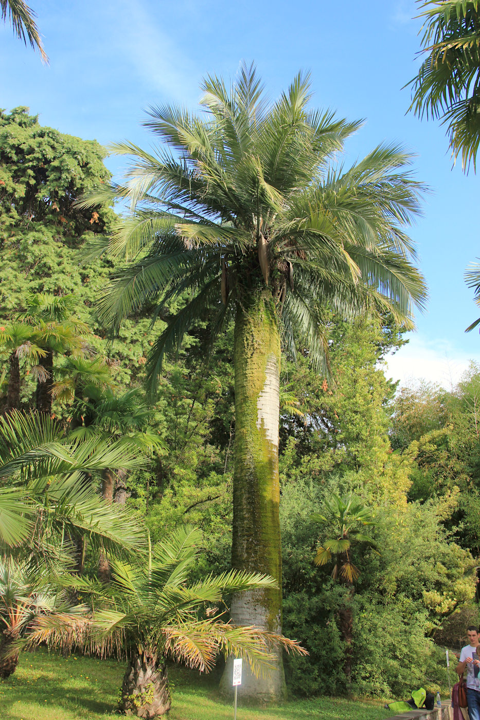 Image of Jubaea chilensis specimen.