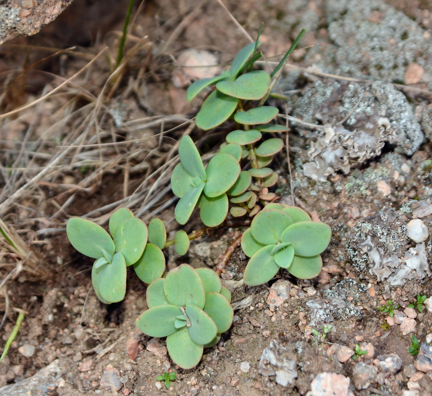 Изображение особи Hylotelephium ewersii.