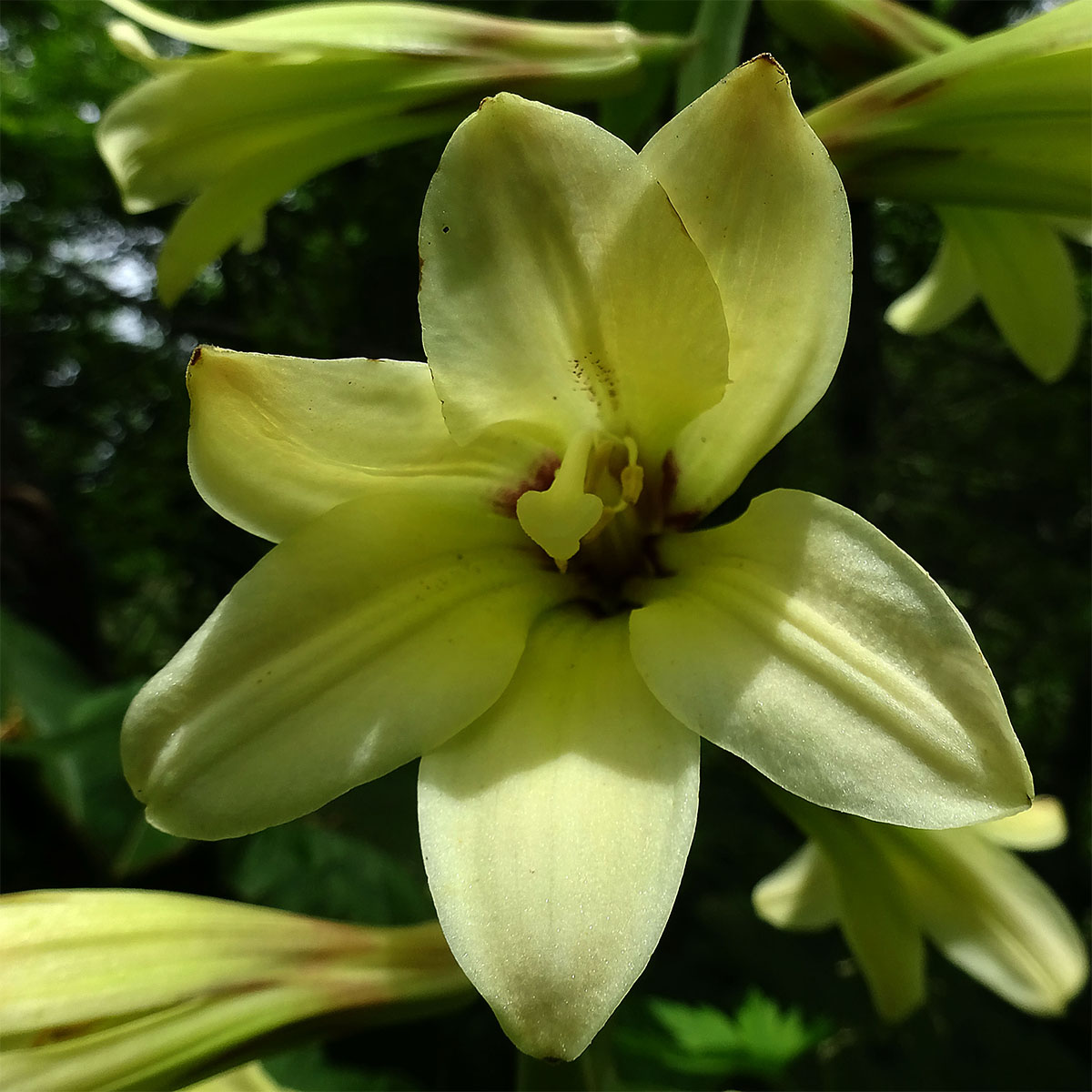 Изображение особи Cardiocrinum cordatum.