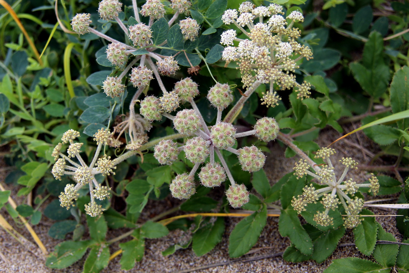 Image of Glehnia litoralis specimen.