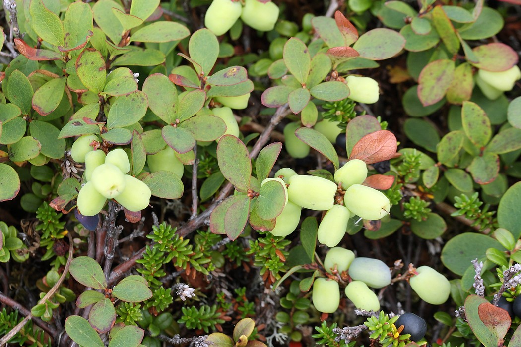 Изображение особи Vaccinium uliginosum ssp. microphyllum.