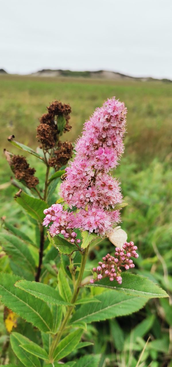 Image of Spiraea salicifolia specimen.