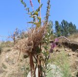 Lythrum tomentosum