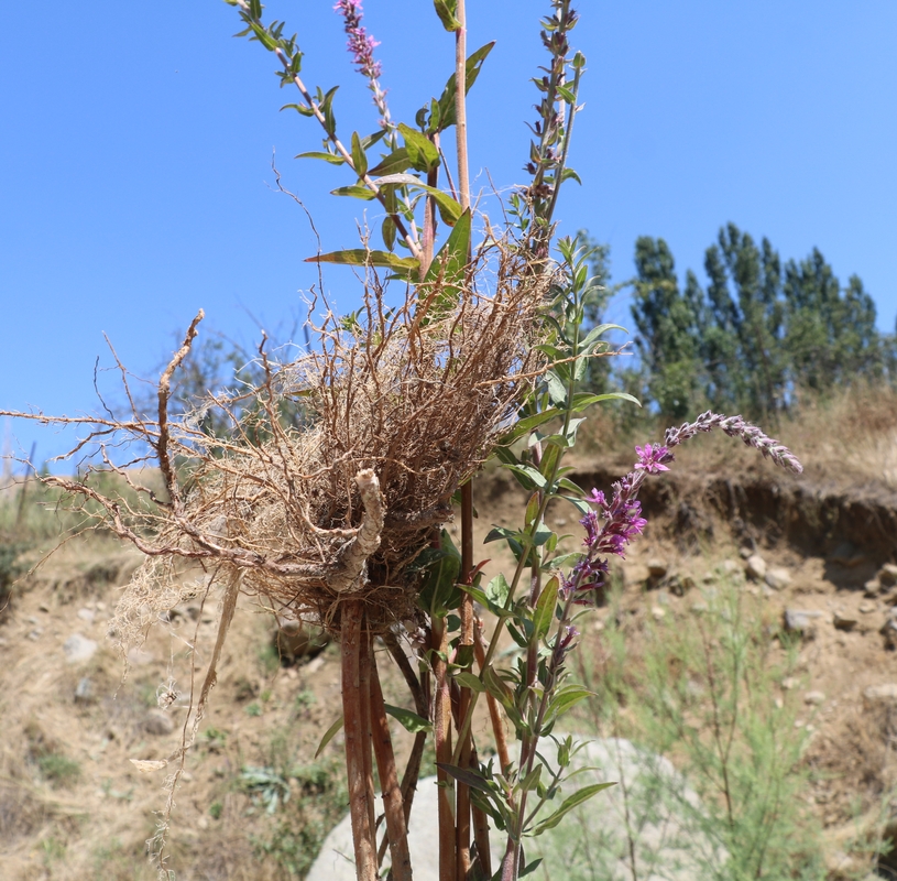 Image of Lythrum tomentosum specimen.