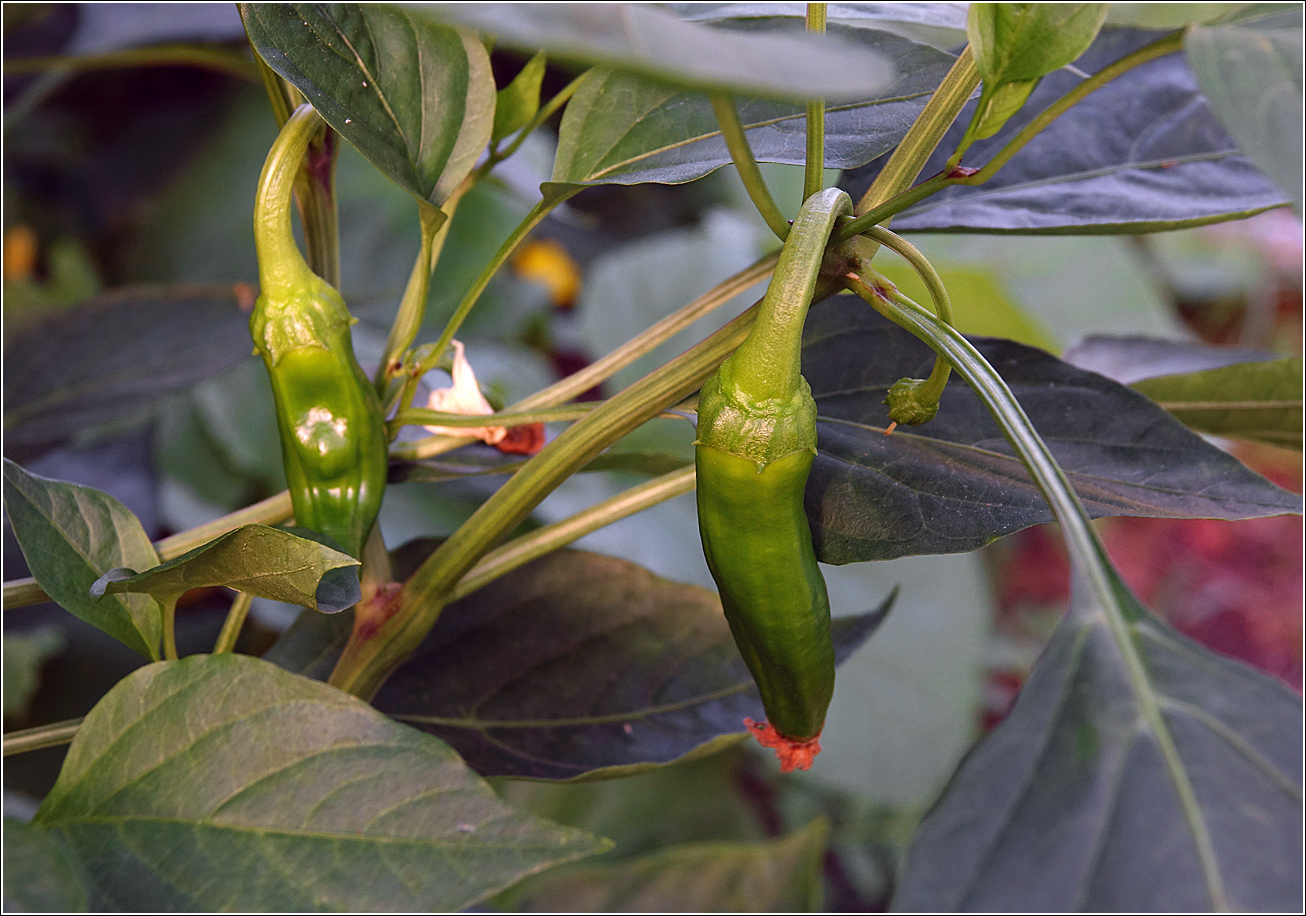 Изображение особи Capsicum annuum.