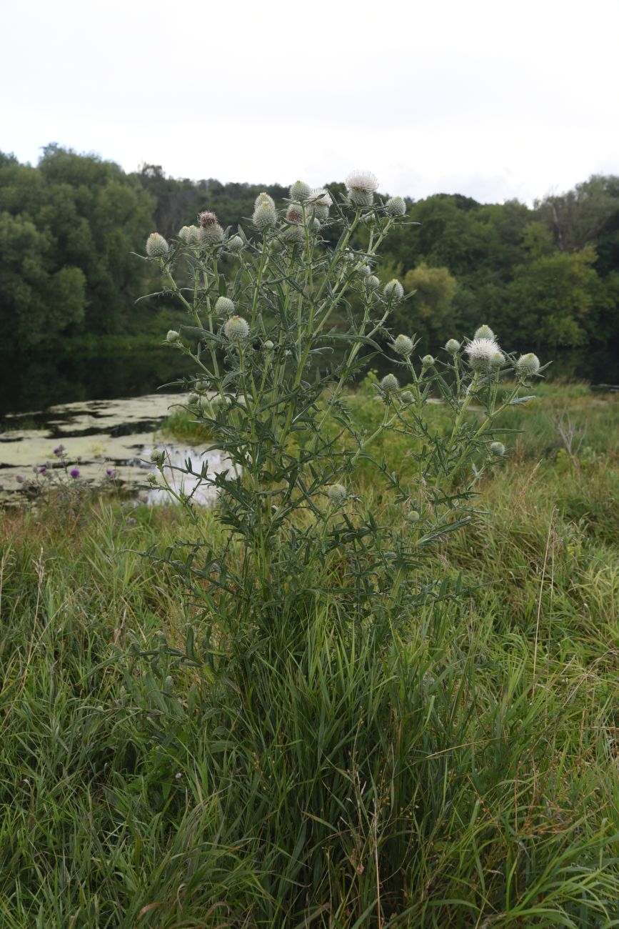 Image of Cirsium polonicum specimen.