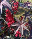 Photo Ricinus communis