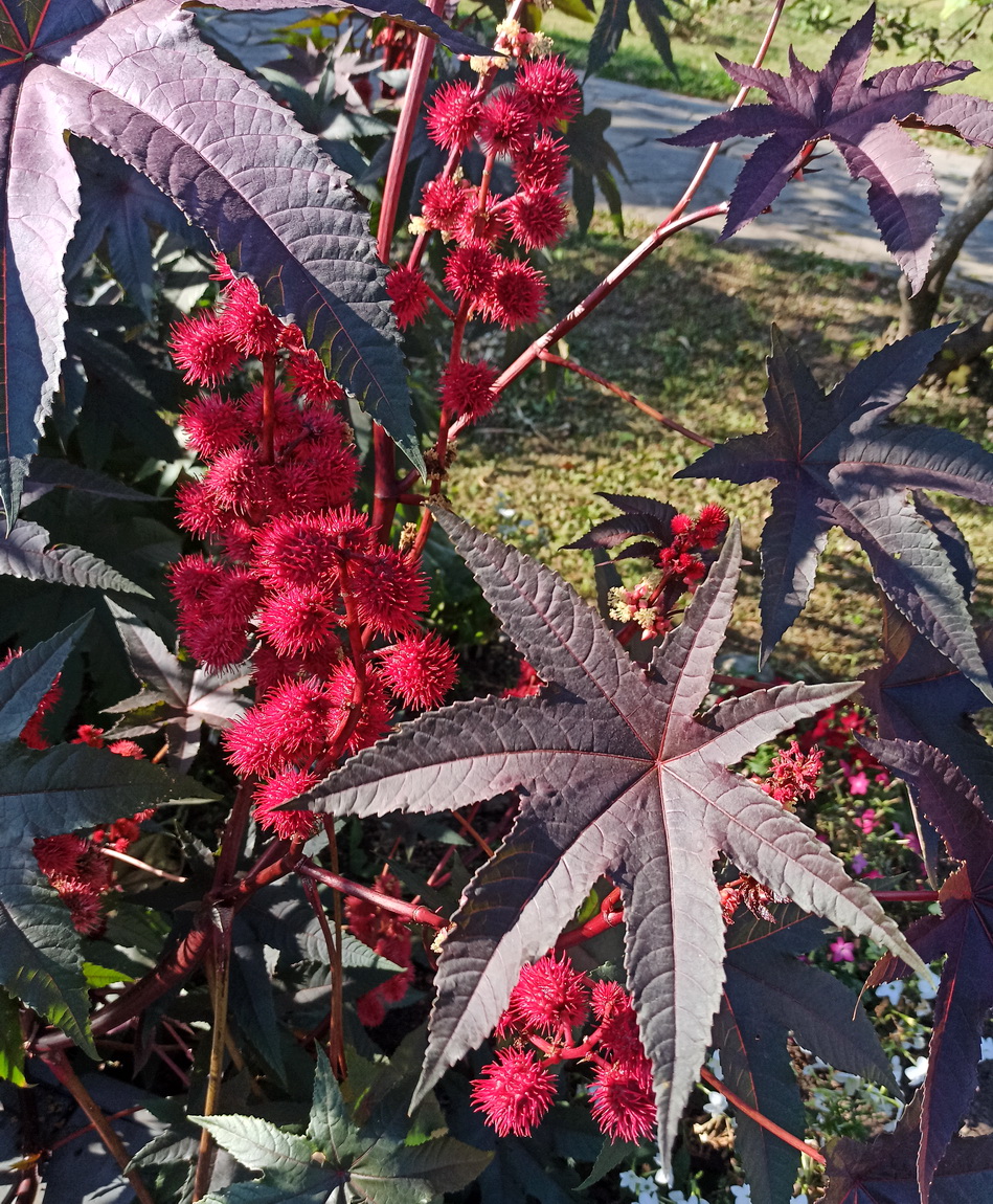 Image of Ricinus communis specimen.