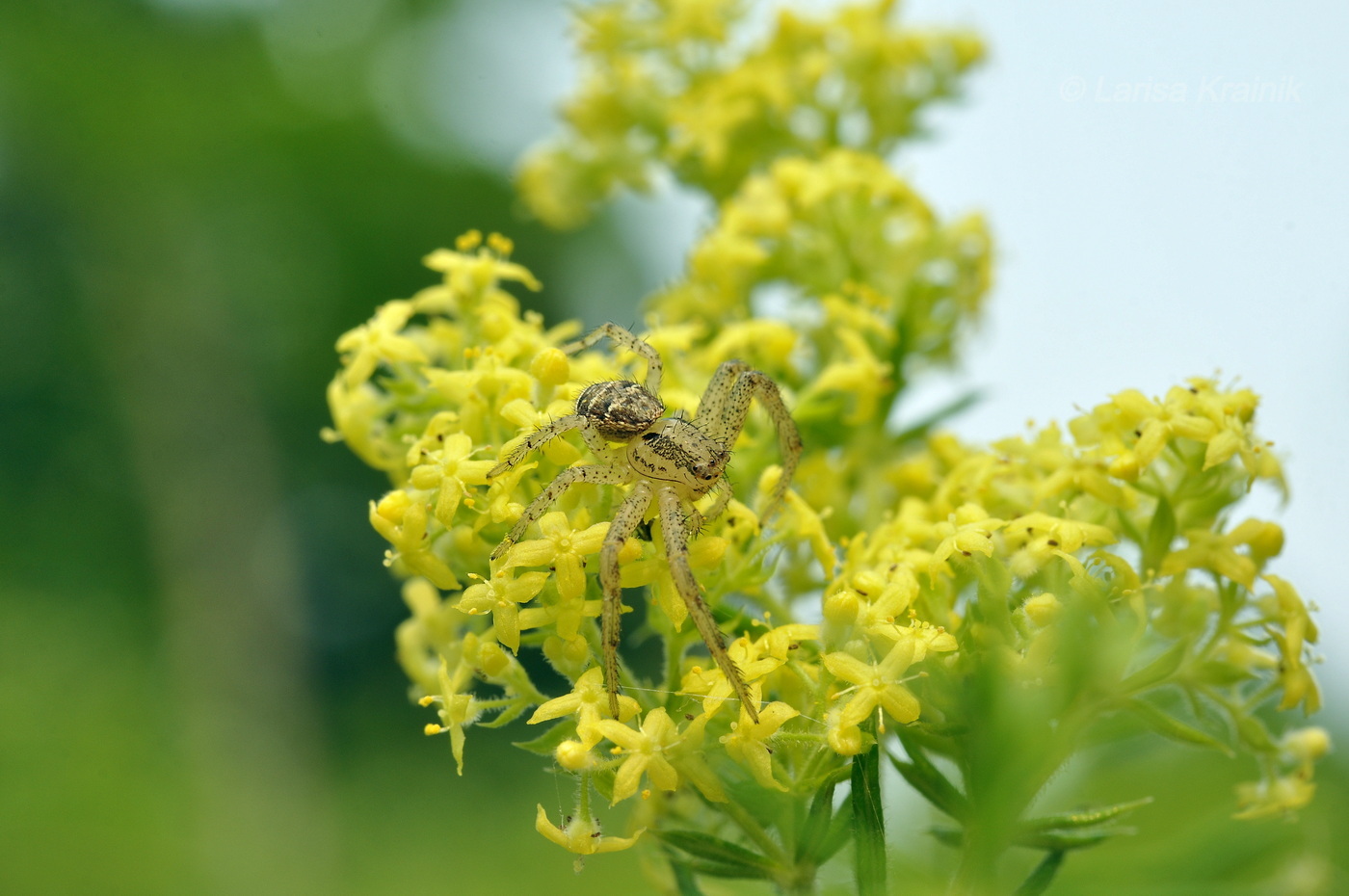 Изображение особи Galium verum.