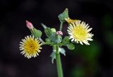 Sonchus oleraceus. Цветущие, отцветшие и развивающиеся соцветия. Вологодская обл., г. Вологда, берег реки. 13.07.2024.