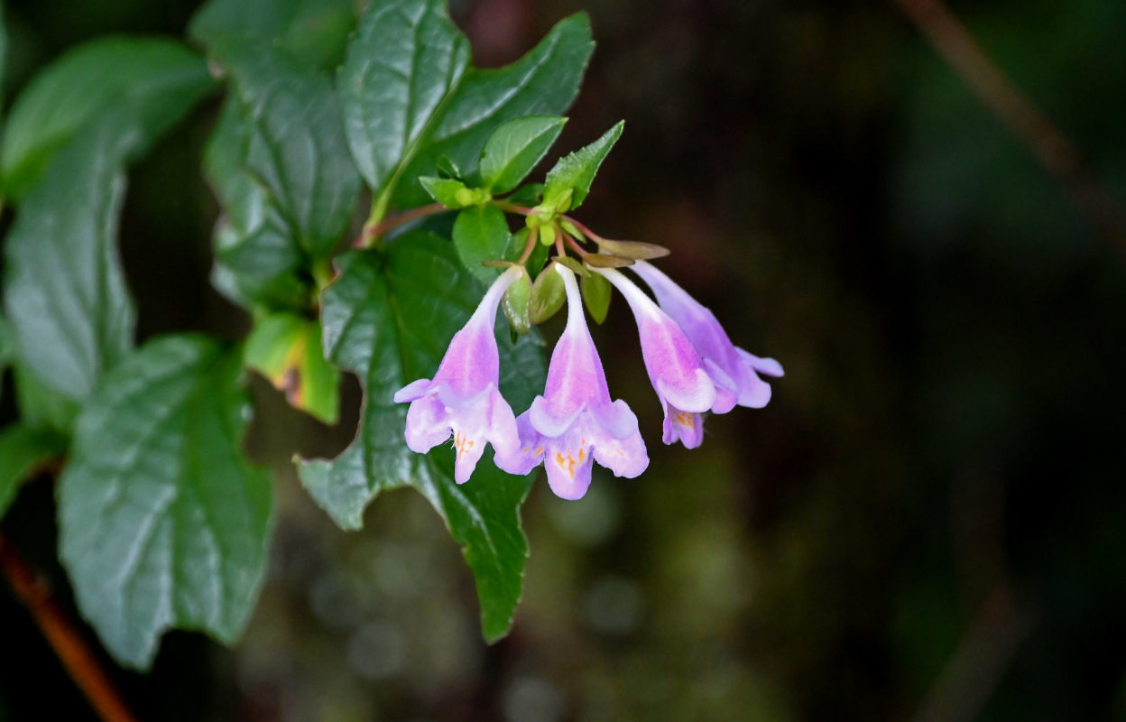 Изображение особи Abelia uniflora.