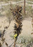 Oenothera glazioviana. Соплодие с раскрывшимися плодами и сохранившимся цветком. Испания, автономное сообщество Каталония, провинция Жирона, комарка Баш Эмпорда, муниципалитет Тороэлья-де-Монгри, окр. устья р. Тер, подножие тылового склона дюны, возле дюнозакрепляющего забора. 21.10.2024.