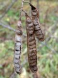 Robinia pseudoacacia