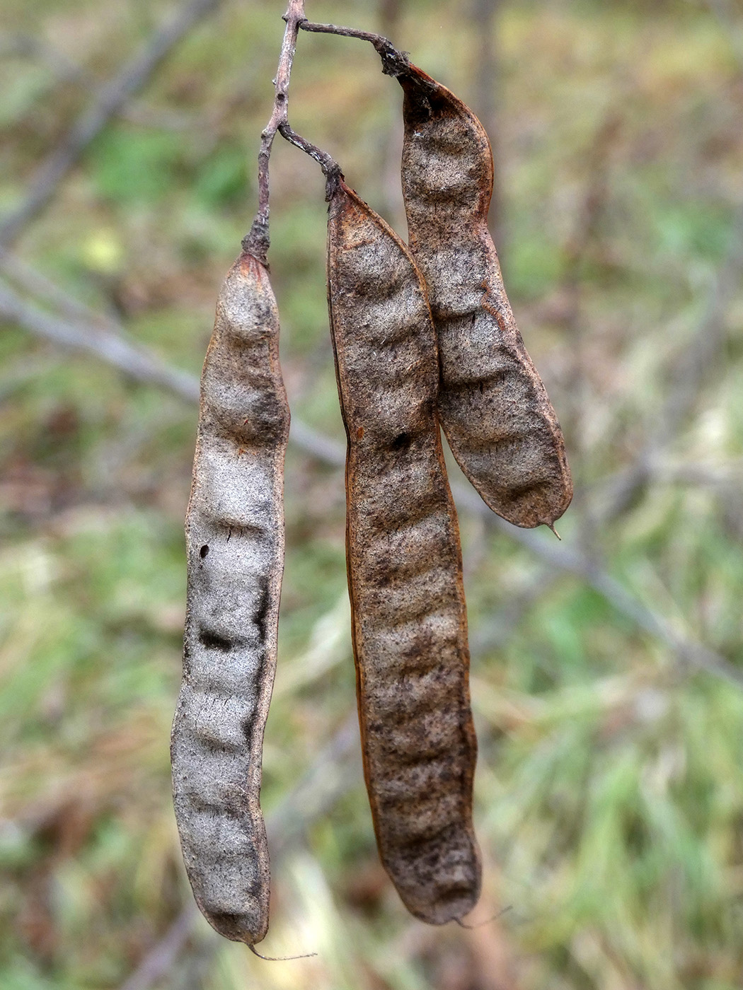 Изображение особи Robinia pseudoacacia.