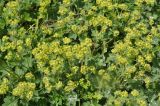 genus Alchemilla. Соцветия. Кабардино-Балкария, Эльбрусский р-н, средняя часть дол. Терскол, выс. 2500 м н.у.м. 16 июня 2018 г.