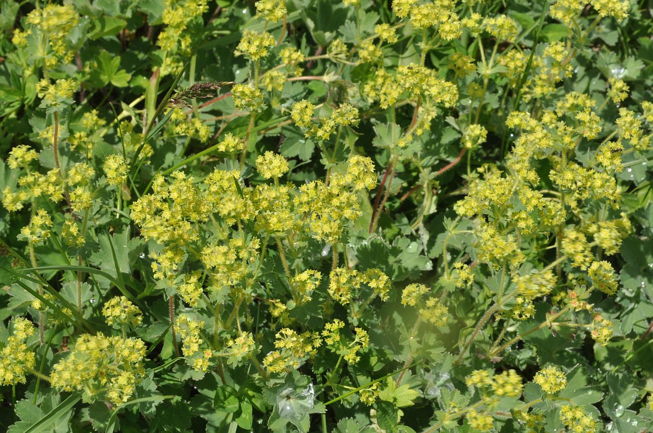 Image of genus Alchemilla specimen.