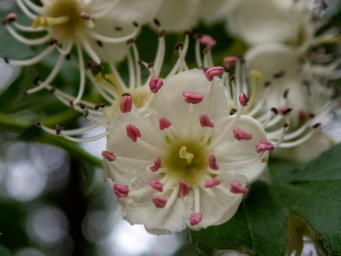 Изображение особи род Crataegus.