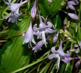 Hosta albomarginata