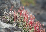 Cassiope lycopodioides. Куртинка плодоносящих растений в каплях тумана. Камчатский край, Елизовский р-н, вулкан Авачинская сопка, западный склон, каменистая тундра. 11.08.2024.