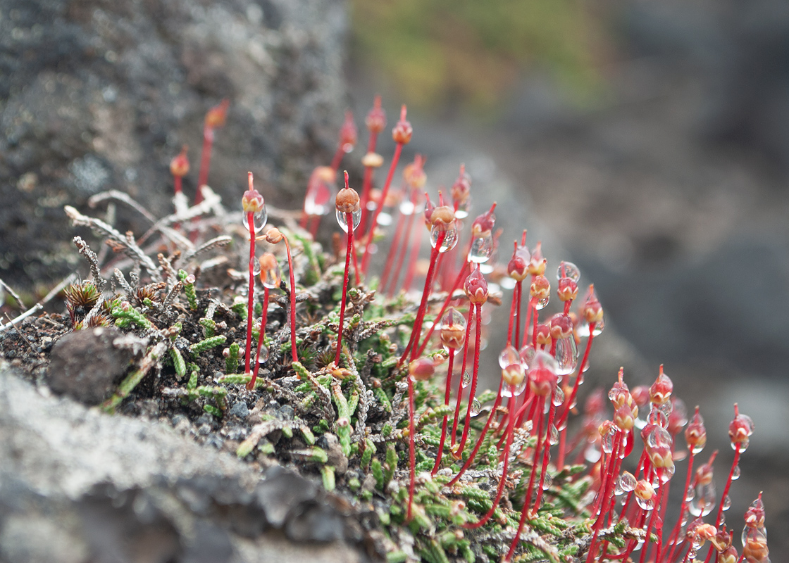 Image of Cassiope lycopodioides specimen.