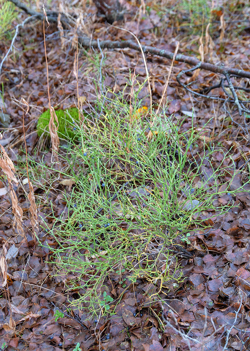 Image of Vaccinium myrtillus specimen.