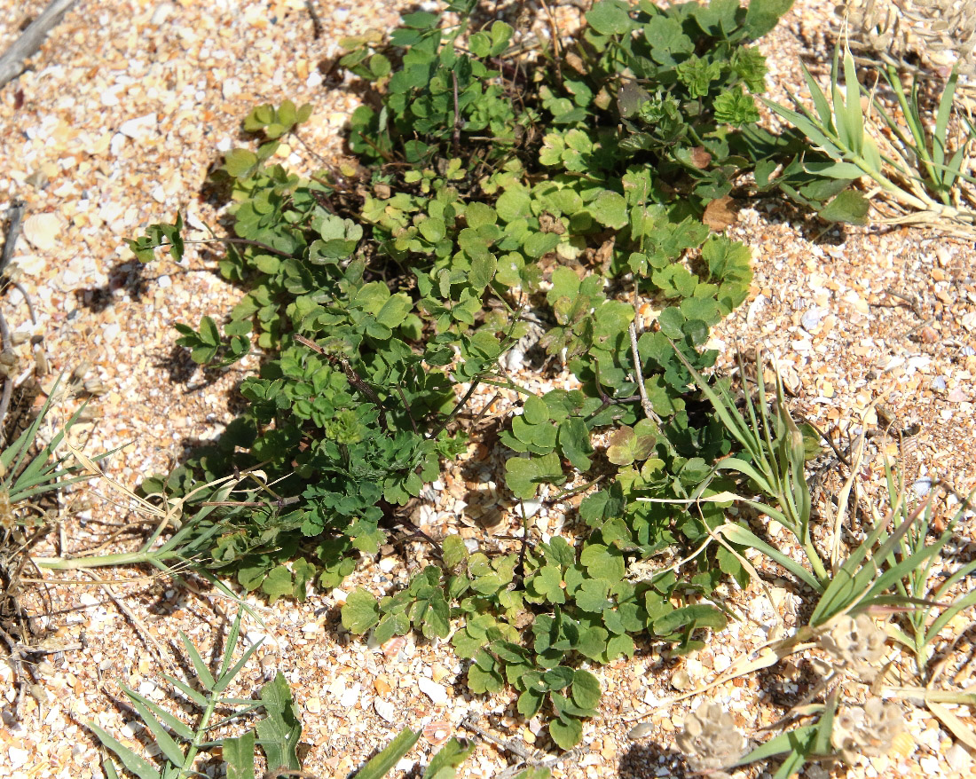 Image of Thalictrum minus specimen.