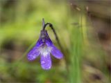 Pinguicula vulgaris. Цветок. Карелия, восточный берег оз. Топозеро, низкий каменистый заболоченный берег. 05.07.2024.