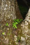 Impatiens parviflora. Вегетирующие растения в развилке стволов Juglans regia. Узбекистан, Ташкентская обл., отроги Чаткальского хр., левый берег р. Галвасай, окр. кишлака Учтерак, ореховая роща. 04.05.2015.