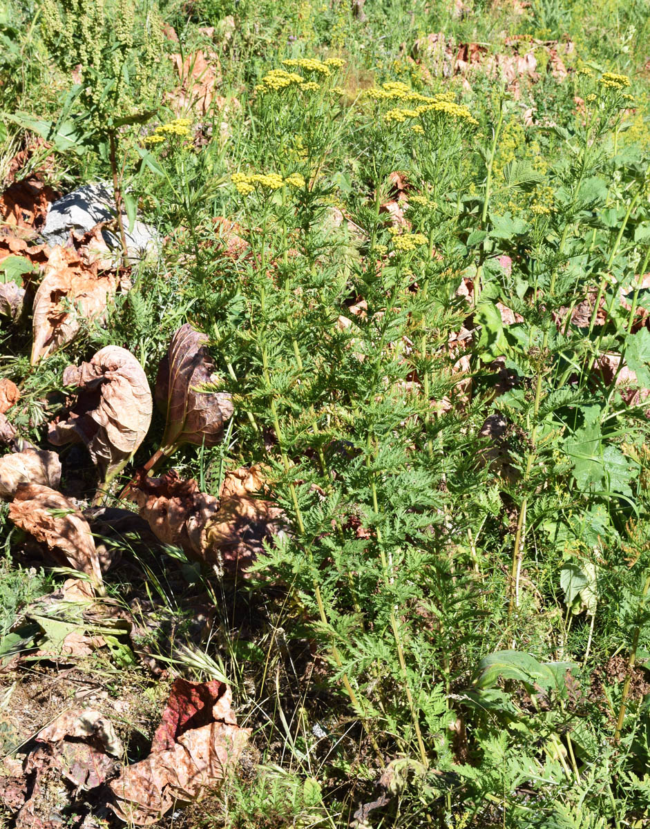 Изображение особи Tanacetum pseudachillea.