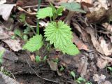 Смотреть изображение Humulus lupulus