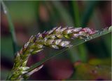 View full-size image Hierochloe odorata