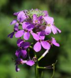 Смотреть изображение Clausia trichosepala