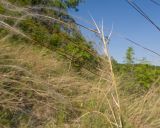 View full-size image Stipa pulcherrima