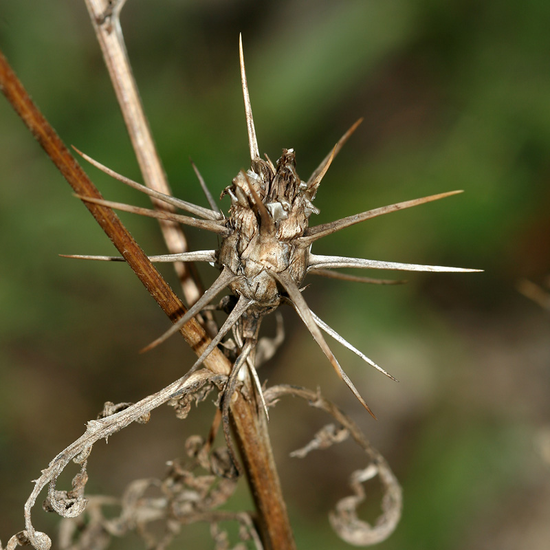 Image of Centaurea iberica specimen.