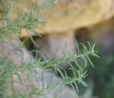 View full-size image Achillea wilhelmsii