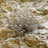 Смотреть изображение род Phagnalon