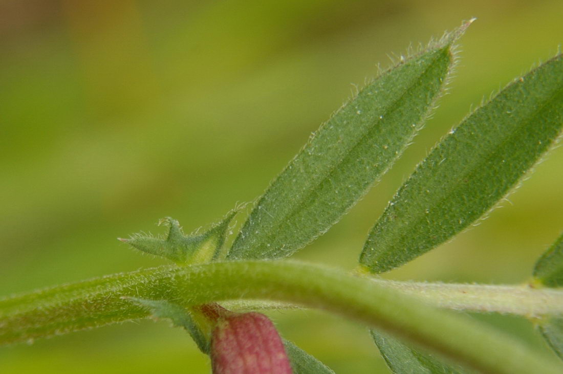 Image of Vicia amphicarpa specimen.