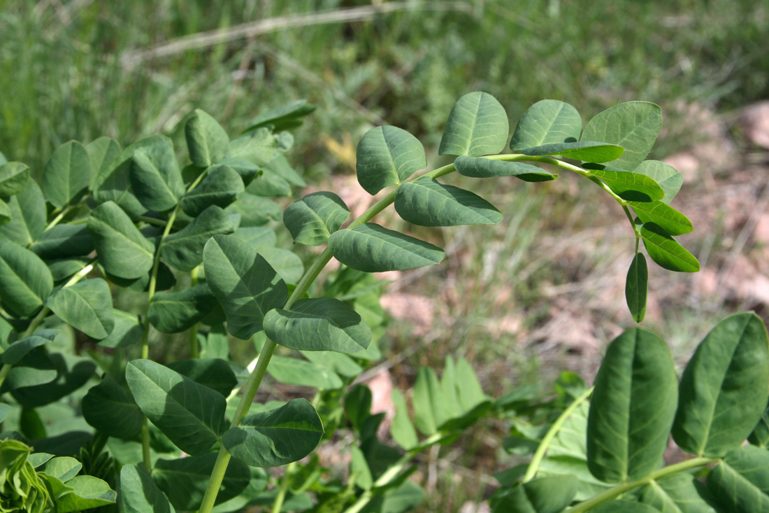 Изображение особи Astragalus tschimganicus.