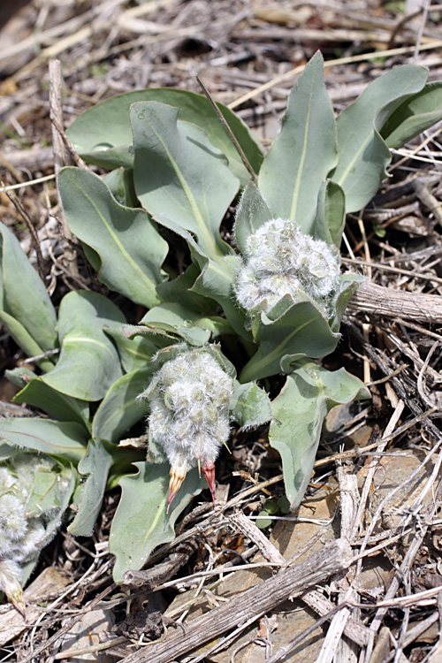 Изображение особи Rindera tetraspis.