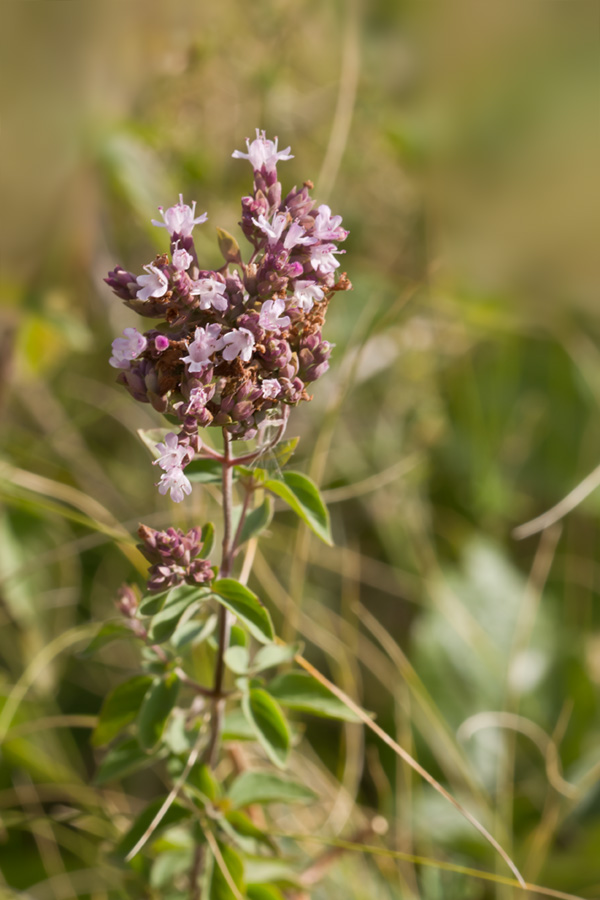 Image of Origanum vulgare specimen.