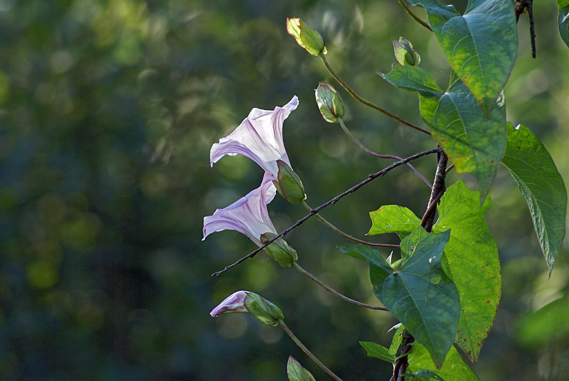 Image of Calystegia spectabilis specimen.