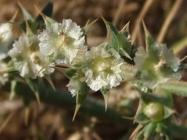 Image of Salsola pontica specimen.