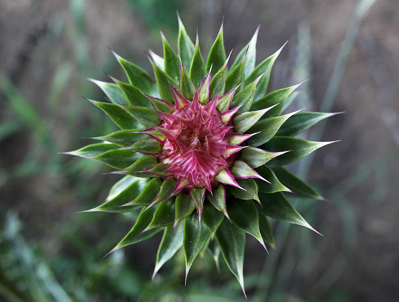 Image of Carduus thoermeri specimen.