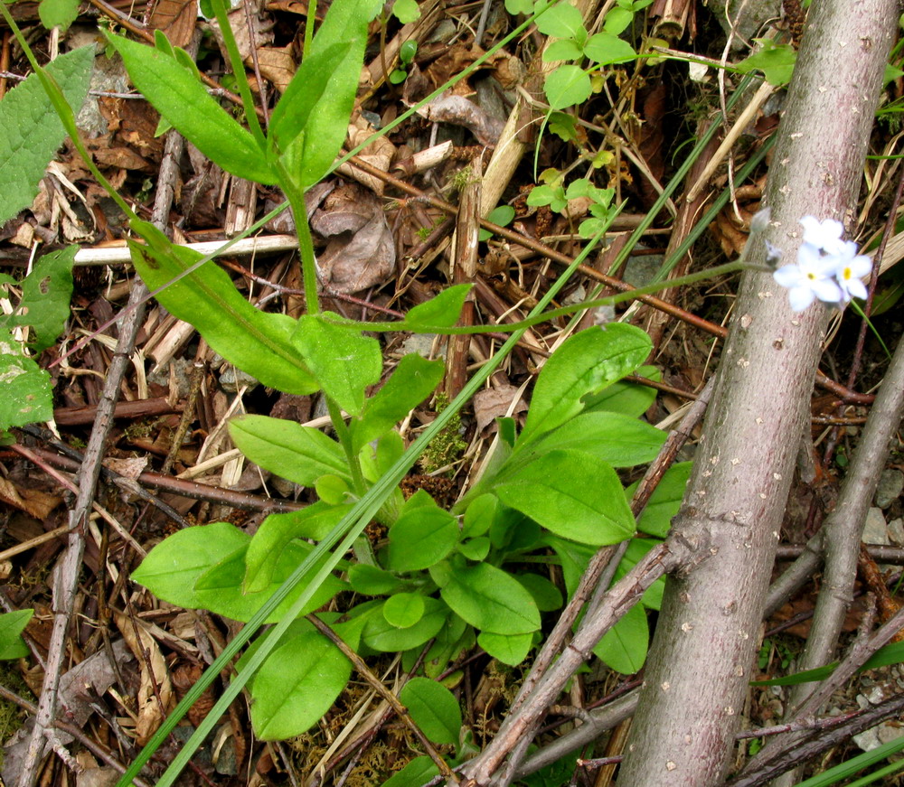 Image of Myosotis krylovii specimen.