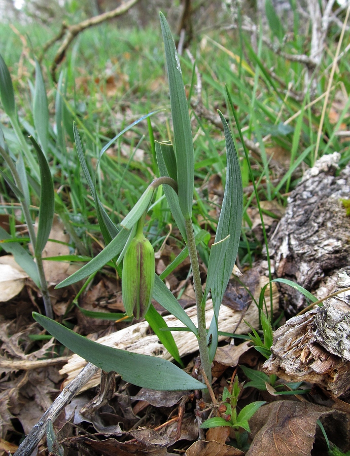 Image of Fritillaria pyrenaica specimen.