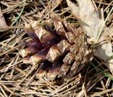 Pinus sylvestris