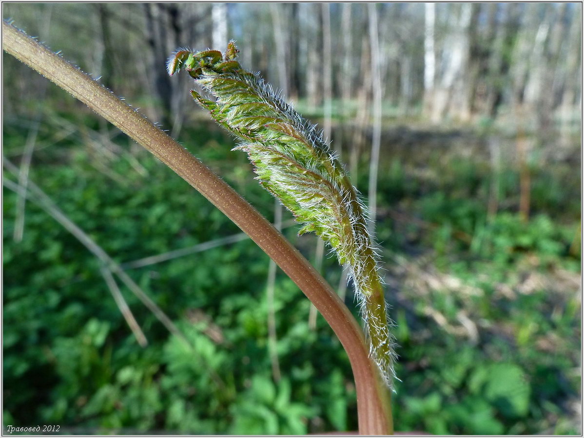 Image of Chaerophyllum prescottii specimen.