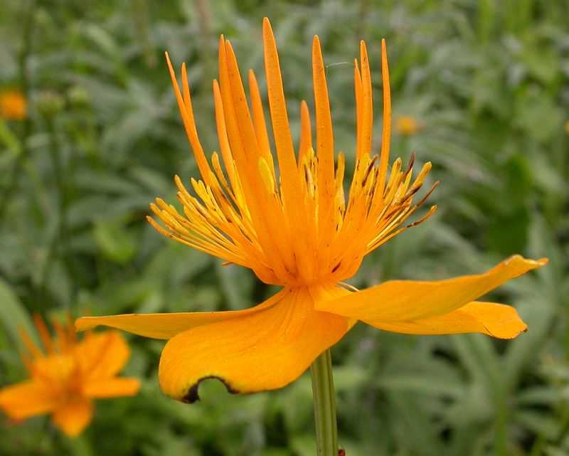 Изображение особи Trollius macropetalus.